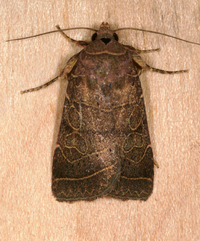 Orthodes majuscula