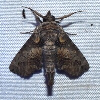 Paectes abrostoloides