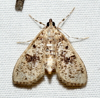Palpita unidentified species