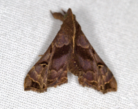 Palthis asopialis