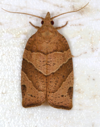 Pandemis lamprosana