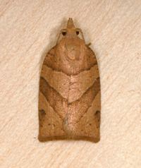 Pandemis lamprosana