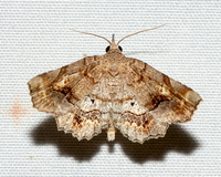 Pangrapta decoralis