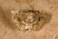 Pangrapta decoralis
