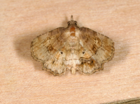 Pangrapta decoralis