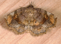 Pangrapta decoralis