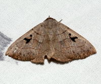 Panopoda carneicosta