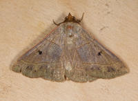 Panopoda rufimargo