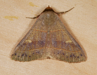 Panopoda rufimargo