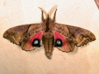 Paonias excaecata