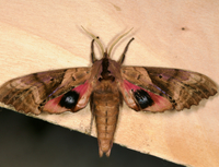 Paonias excaecata