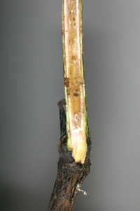 Papaipema cataphracta