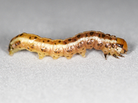 Papaipema cataphracta