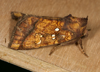 Papaipema astuta