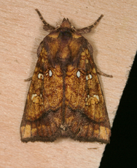 Papaipema astuta