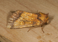 Papaipema astuta
