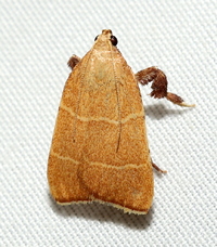 Parachma ochracealis
