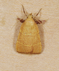 Parachma ochracealis