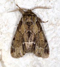 Paraeschra georgica