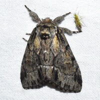 Paraeschra georgica