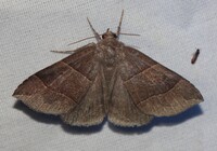 Parallelia bistriaris