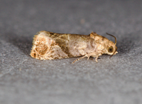 Paralobesia liriodendrana