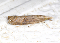 Parapediasia teterrellus