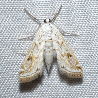 Parapoynx allionealis