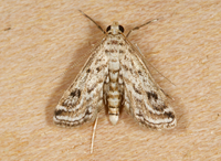Parapoynx allionealis