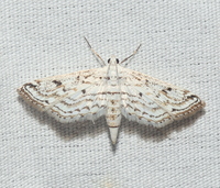 Parapoynx allionealis