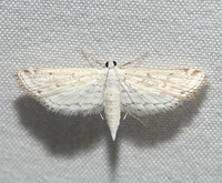 Parapoynx allionealis