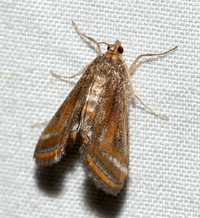 Parapoynx seminealis