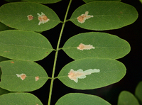 Parectopa robiniella