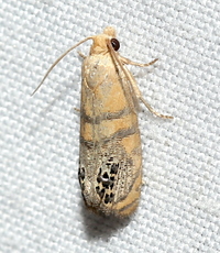 Pelochrista fraudabilis