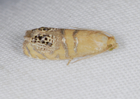 Pelochrista fraudabilis