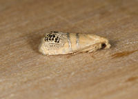 Pelochrista fraudabilis