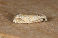 Pelochrista pallidipalpana