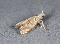 Pelochrista pallidipalpana