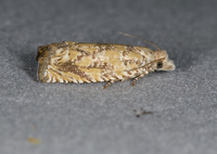 Pelochrista pallidipalpana