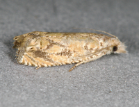 Pelochrista pallidipalpana