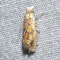 Pelochrista pallidipalpana