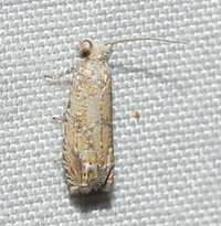 Pelochrista pallidipalpana
