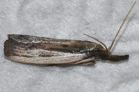 Peoria insularis