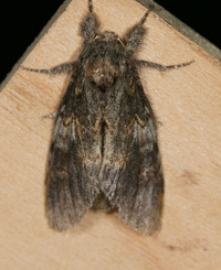Peridea angulosa