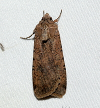 Peridroma saucia