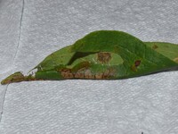 Phaecasiophora niveiguttana