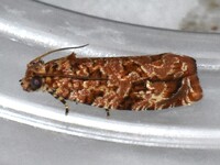 Phaecasiophora niveiguttana