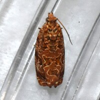 Phaecasiophora niveiguttana