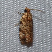 Phaecasiophora niveiguttana