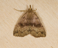 Phalaenostola eumelusalis